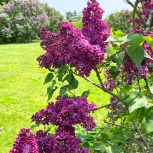 Lilac Plant Live for Planting, Perennial Flower - Starter Plant - Approx 4-6 Inches - Dormant