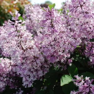 Lilac Plant Live for Planting, Perennial Flower - Starter Plant - Approx 4-6 Inches - Dormant