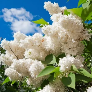 Lilac Plant Live for Planting, Perennial Flower - Starter Plant - Approx 4-6 Inches - Dormant