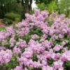 Syringa Lilac Plant for Planting, Fragrant Lilac Bush Plant, No Leaves - Dormant Starter Plant
