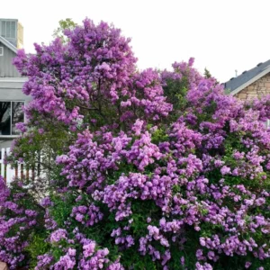 Syringa Lilac Plant for Planting, Fragrant Lilac Bush Plant, No Leaves - Dormant Starter Plant