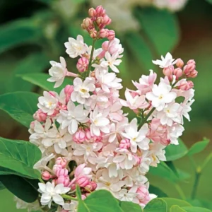 Syringa Lilac Plant for Planting, Fragrant Lilac Bush Plant, No Leaves - Dormant Starter Plant