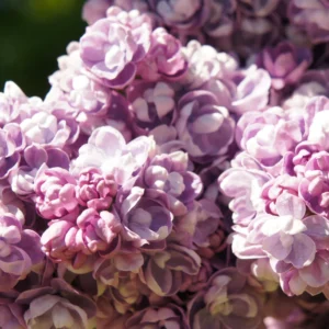 Lilac Plant Live for Planting, Perennial Flower - Starter Plant - Approx 4-6 Inches - Dormant