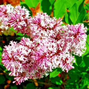 Syringa Lilac Plant for Planting, Fragrant Lilac Bush Plant, No Leaves - Dormant Starter Plant