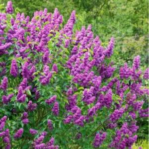 Syringa Lilac Plant for Planting, Fragrant Lilac Bush Plant, No Leaves - Dormant Starter Plant
