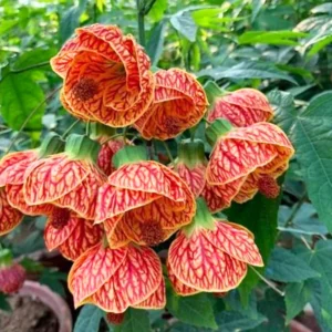 Rare Orange Abutilon Live Plant, 2-3 Ft Tall, Potted Abutilon with Striking Blooms for Garden Enthusiasts