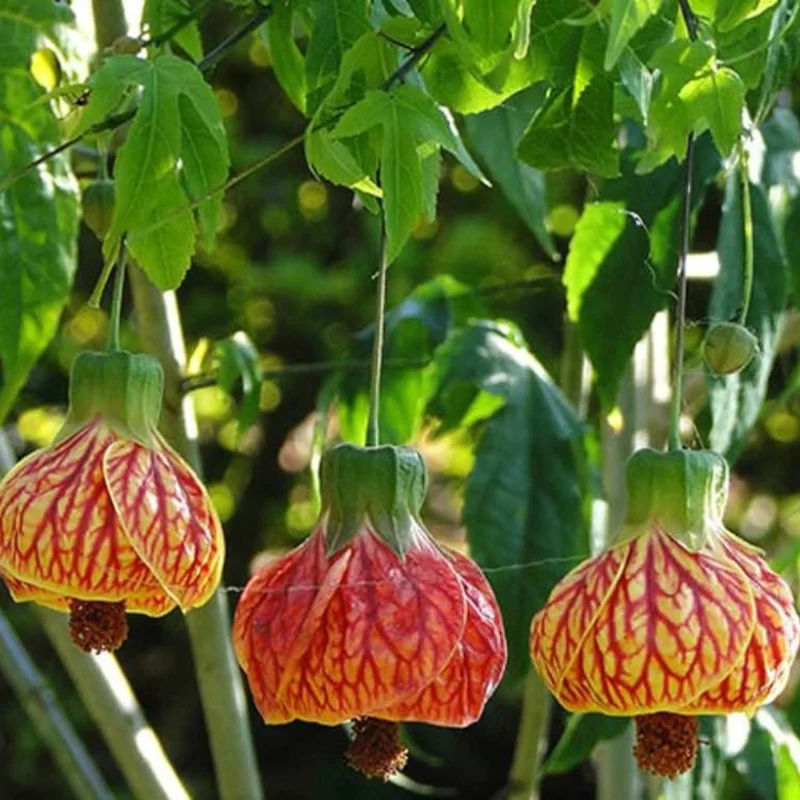 Rare Orange Abutilon Live Plant, 2-3 Ft Tall, Potted Abutilon with Striking Blooms for Garden Enthusiasts