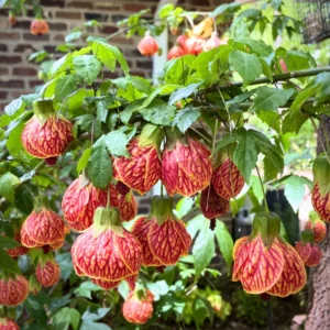Rare Orange Abutilon Live Plant, 2-3 Ft Tall, Potted Abutilon with Striking Blooms for Garden Enthusiasts