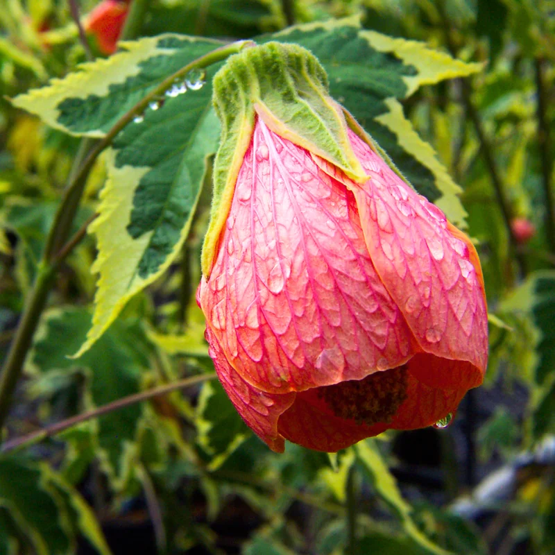 Flowering Abutilon Live Plant, 1 Ft Tall, Decorative Abutilon Bush in Pot, Bright Blooms for Any Garden