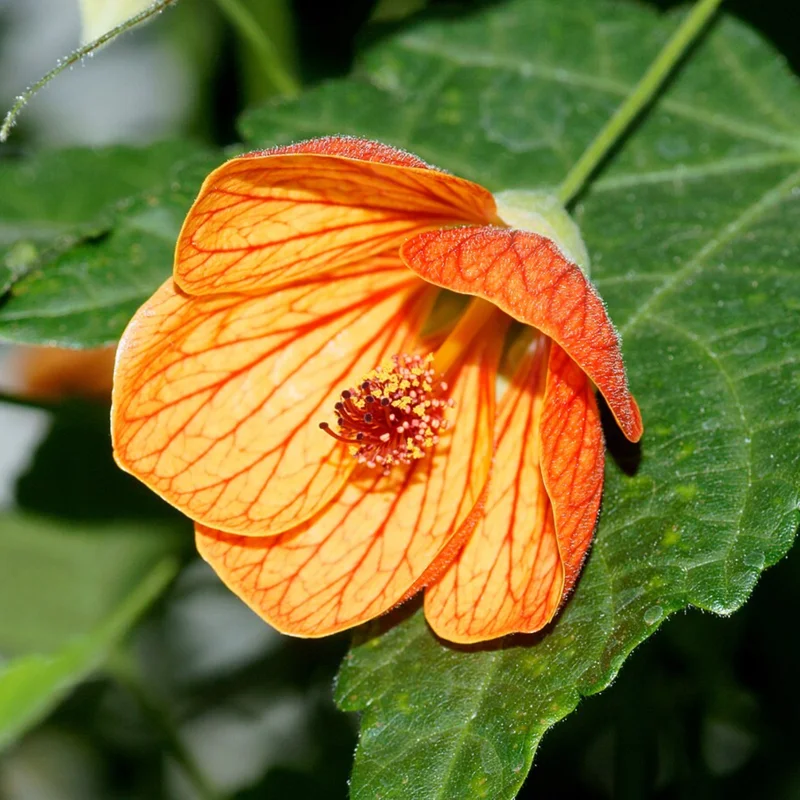 Flowering Abutilon Live Plant, 1 Ft Tall, Decorative Abutilon Bush in Pot, Bright Blooms for Any Garden