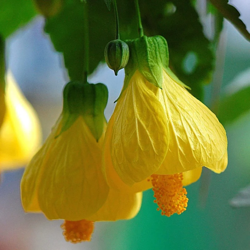 Decorative Abutilon Live Plant, 2 Ft Tall, Flowering Abutilon in Pot for Indoor/Outdoor Settings