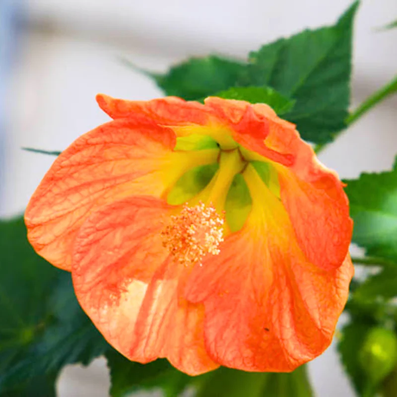 Lush Abutilon Live Plant, 1-2 Ft Tall, Decorative Flowering Plant in Pot, Great for Indoor/Outdoor Use