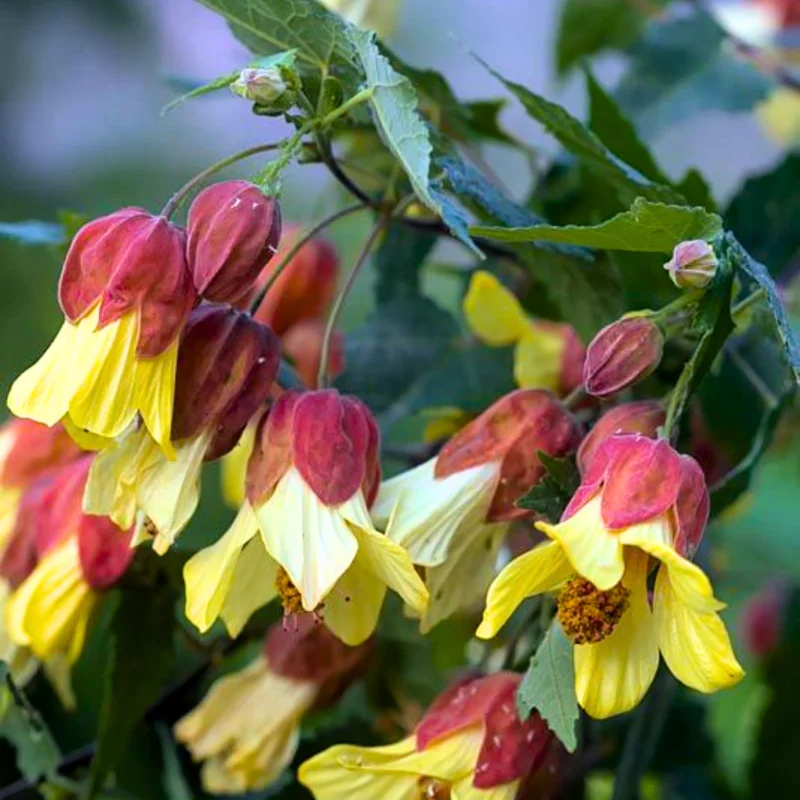 Lush Abutilon Live Plant, 1-2 Ft Tall, Decorative Flowering Plant in Pot, Great for Indoor/Outdoor Use