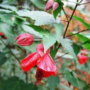 Decorative Abutilon Live Plant, 2 Ft Tall, Flowering Abutilon in Pot for Indoor/Outdoor Settings