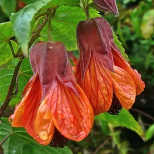 Lush Abutilon Live Plant, 1-2 Ft Tall, Decorative Flowering Plant in Pot, Great for Indoor/Outdoor Use