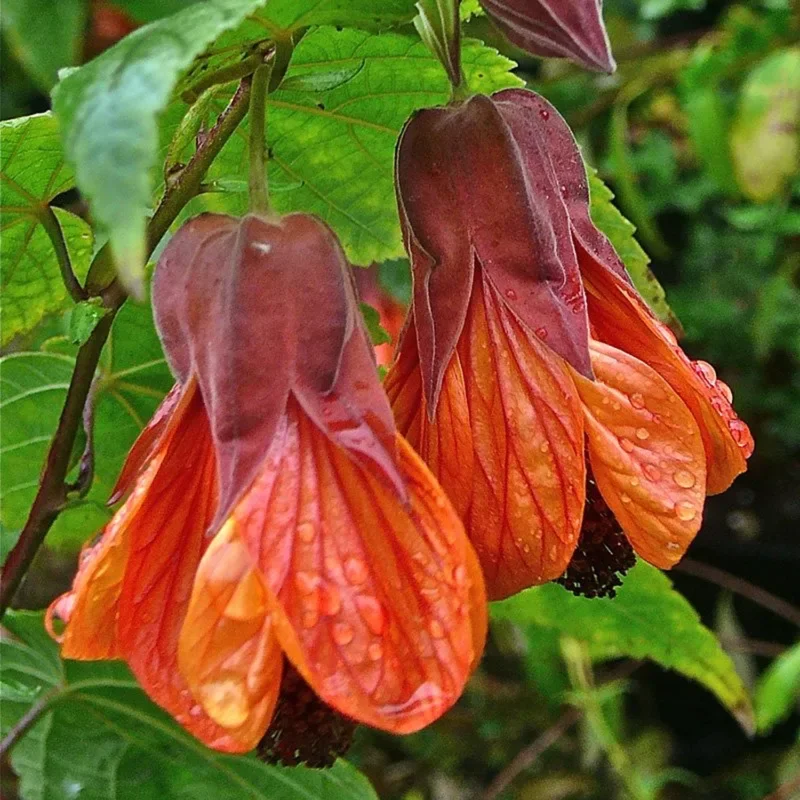 Lush Abutilon Live Plant, 1-2 Ft Tall, Decorative Flowering Plant in Pot, Great for Indoor/Outdoor Use