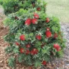Little John Dwarf Bottlebrush Live Plant, 1 Ft Tall in 6 Inch Pot, Vibrant Flowering Bottlebrush for Gardens