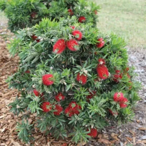Little John Dwarf Bottlebrush Live Plant, 1 Ft Tall in 6 Inch Pot, Vibrant Flowering Bottlebrush for Gardens