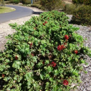 Little John Dwarf Bottlebrush Live Plant, 1 Ft Tall in 6 Inch Pot, Vibrant Flowering Bottlebrush for Gardens