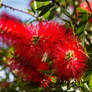 Little John Dwarf Bottlebrush Live Plant, 1 Ft Tall in 6 Inch Pot, Vibrant Flowering Bottlebrush for Gardens