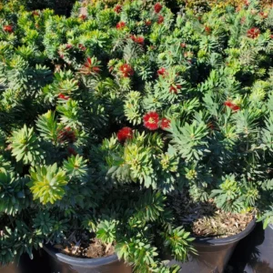 Dwarf Little John Bottlebrush Plant Live, 1 Ft Tall, Compact Flowering Tree in 6 Inch Pot for Landscaping