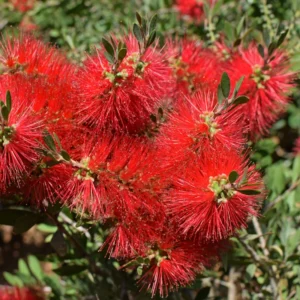 Little John Dwarf Bottlebrush Live Plant, 1 Ft Tall in 6 Inch Pot, Vibrant Flowering Bottlebrush for Gardens