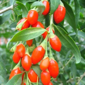 Sweet Goji Berry Plant Live, 1 Ft Tall in 6 Inch Pot, Perfect for Outdoor Planting and Berry Harvest