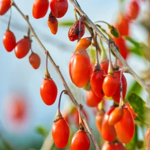 Sweet Goji Berry Plant Live, 1 Ft Tall in 6 Inch Pot, Perfect for Outdoor Planting and Berry Harvest
