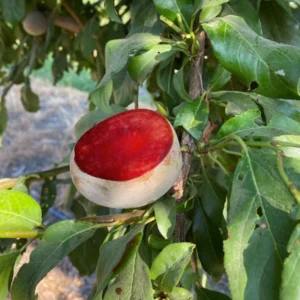 Flavor Plum Tree Live Plant, 4 Feet Tall in 3 Gallon Pot, Fruit-Rich Plum Variety for Outdoor Growing