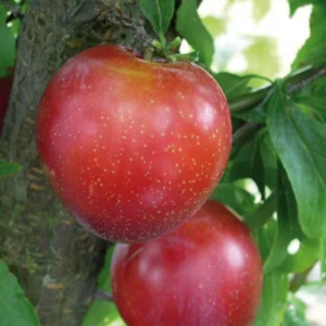 Flavor Plum Tree Live Plant, 4 Feet Tall, Potted 3 Gallon Flavor Plum, Great for Outdoor Fruit Gardens and Abundant Harvest