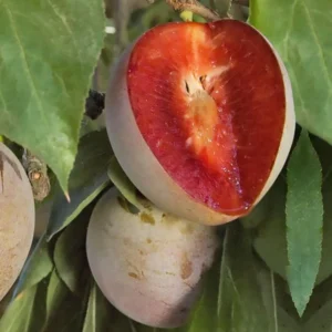 Flavor Plum Tree Live Plant, 4 Feet Tall, Potted 3 Gallon Flavor Plum, Great for Outdoor Fruit Gardens and Abundant Harvest