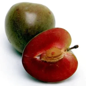 Flavor Plum Tree Live Plant, 4 Feet Tall in 3 Gallon Pot, Fruit-Rich Plum Variety for Outdoor Growing