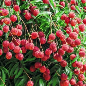 Lychee Tree Live Plant, 2-3 Ft Tall in 3 Gallon Pot, Sweet Litchi Fruit Tree for Outdoor Garden Growing