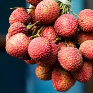 Lychee Tree Live Plant, 2-3 Ft Tall in 3 Gallon Pot, Sweet Litchi Fruit Tree for Outdoor Garden Growing
