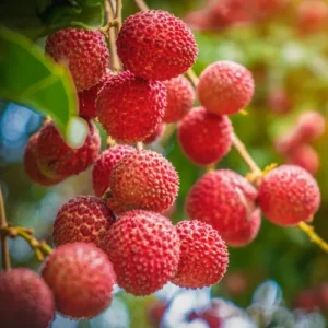 Tropical Lychee Tree Live Plant, 2-3 Ft Tall, Sweet Litchi in 3 Gallon Pot for Home Orchards