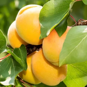 Outdoor Plum Tree Live Plant, 2-3 Feet Tall in Pot, Fruit-Bearing Variety Perfect for Seasonal Harvests