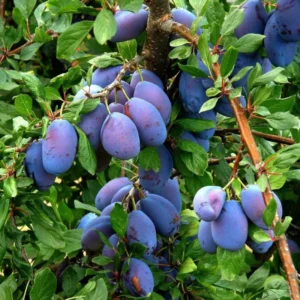 Outdoor Plum Tree Live Plant, 2-3 Feet Tall in Pot, Fruit-Bearing Variety Perfect for Seasonal Harvests