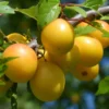 Live Plum Plant, 2-3 Feet Tall in Pot, Thriving Pluot Plum Tree for Outdoor Planting and Harvesting