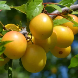 Live Plum Plant, 2-3 Feet Tall in Pot, Thriving Pluot Plum Tree for Outdoor Planting and Harvesting