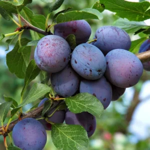 Plum Tree Live Plant, 2-3 Feet Tall in Pot, Ideal Pluot Variety for Gardens and Fruit Harvesting