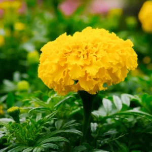 3 Live Yellow Marigold Plants Starter Plants, Marigold Flower Well Rooted, Annual Flower Plant for Planting