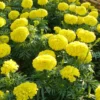 5 Live Yellow Marigold Plants Starter Plants, Marigold Flower Well Rooted, Annual Flower Plant for Planting