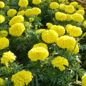 5 Live Yellow Marigold Plants Starter Plants, Marigold Flower Well Rooted, Annual Flower Plant for Planting