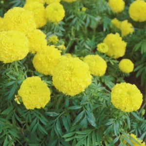5 Live Yellow Marigold Plants Starter Plants, Marigold Flower Well Rooted, Annual Flower Plant for Planting