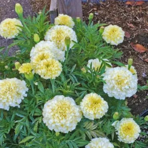 3 Live White Marigold Plants Starter Plants, Marigold Flower Well Rooted, Annual Flower Plant for Planting
