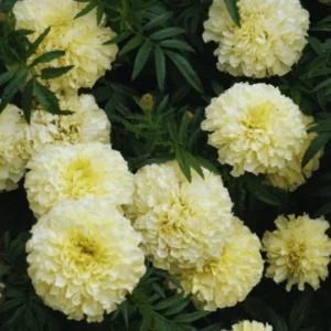 3 Live White Marigold Plants Starter Plants, Marigold Flower Well Rooted, Annual Flower Plant for Planting