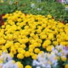 3 Live Yellow Marigold Plants Starter Plants, Marigold Flower Well Rooted, Annual Flower Plant for Planting