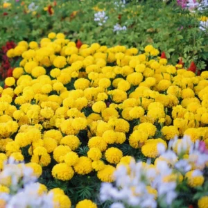 3 Live Yellow Marigold Plants Starter Plants, Marigold Flower Well Rooted, Annual Flower Plant for Planting