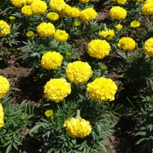 5 Live Yellow Marigold Plants Starter Plants, Marigold Flower Well Rooted, Annual Flower Plant for Planting