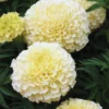 White Marigold Plants Live, 4 Plants, 3 to 5 Inches Tall Well Rooted, Vibrant Marigold Flower Planting Gardening